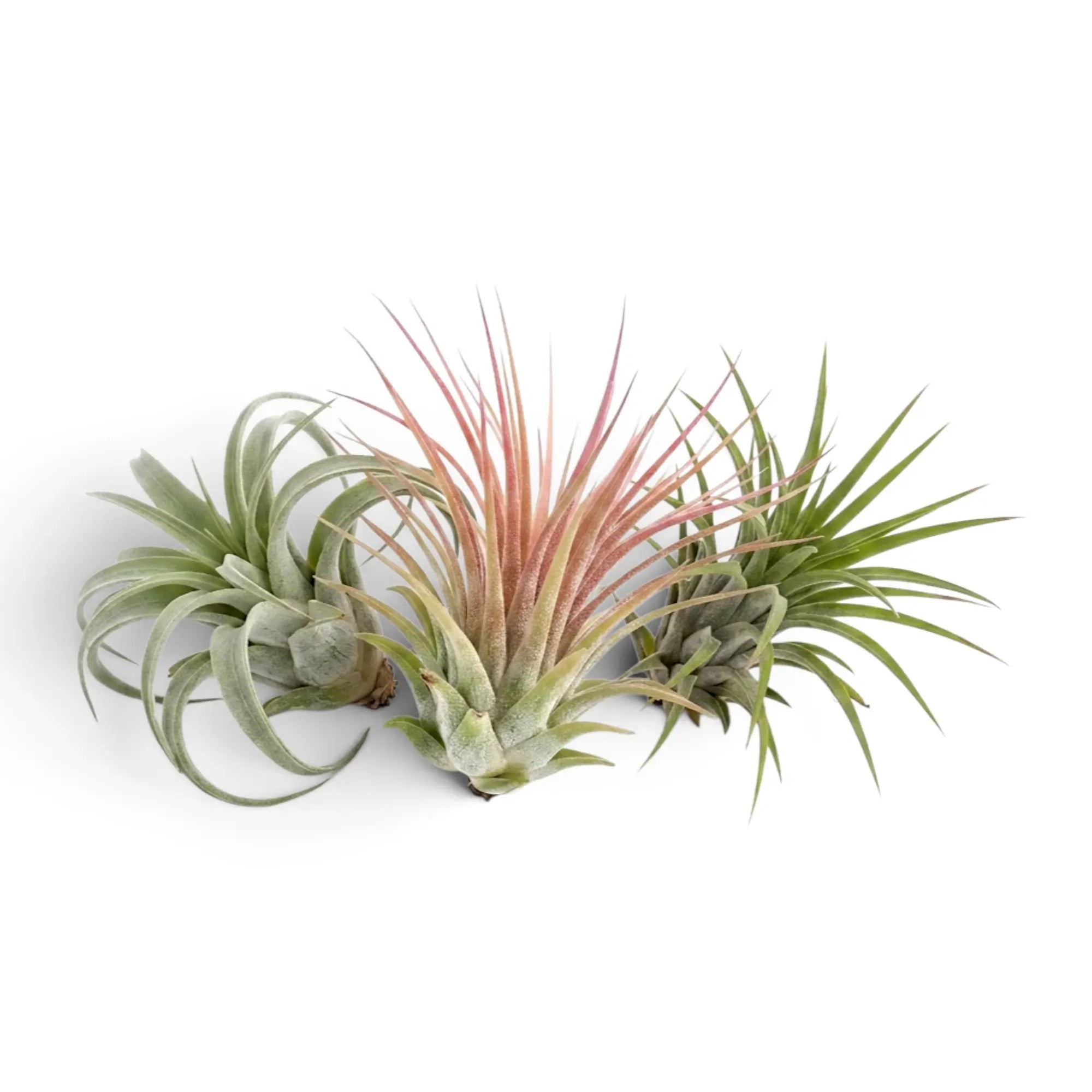 Tillandsia ionantha, eine Luftpflanze