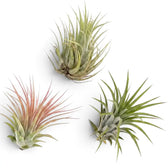 Tillandsia ionantha, eine Luftpflanze