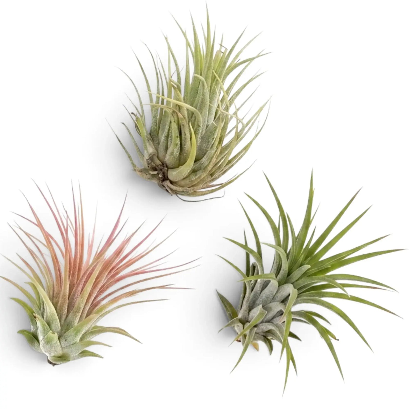Tillandsia ionantha, eine Luftpflanze