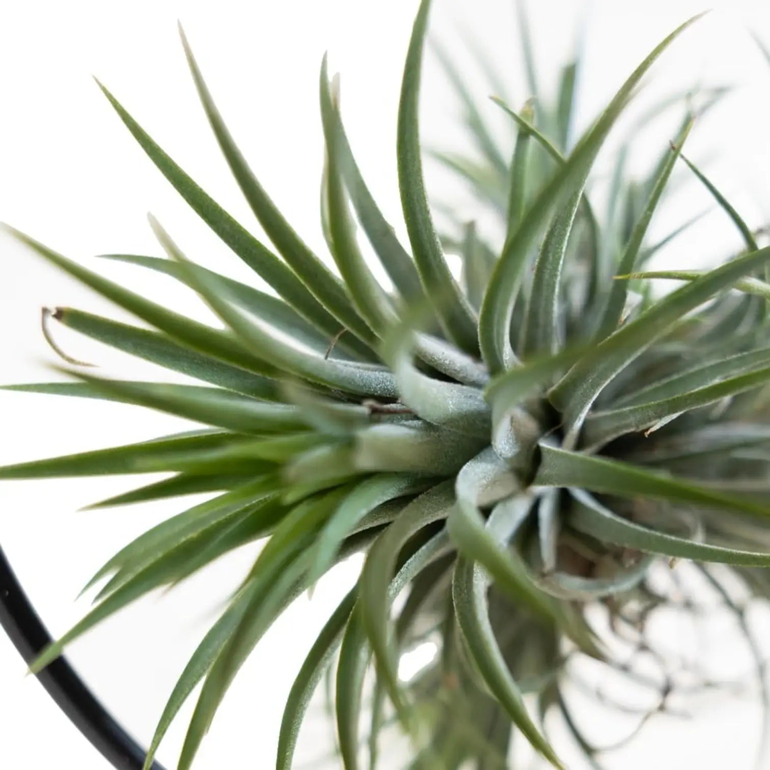 Tillandsia ionantha – With Plant Display Stand potted plant in nursery pot on white background.