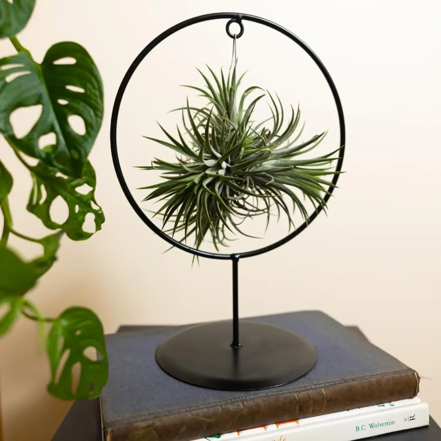 Tillandsia ionantha – With Plant Display Stand potted plant in nursery pot on white background.