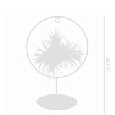 Tillandsia ionantha – With Plant Display Stand potted plant in nursery pot on white background.