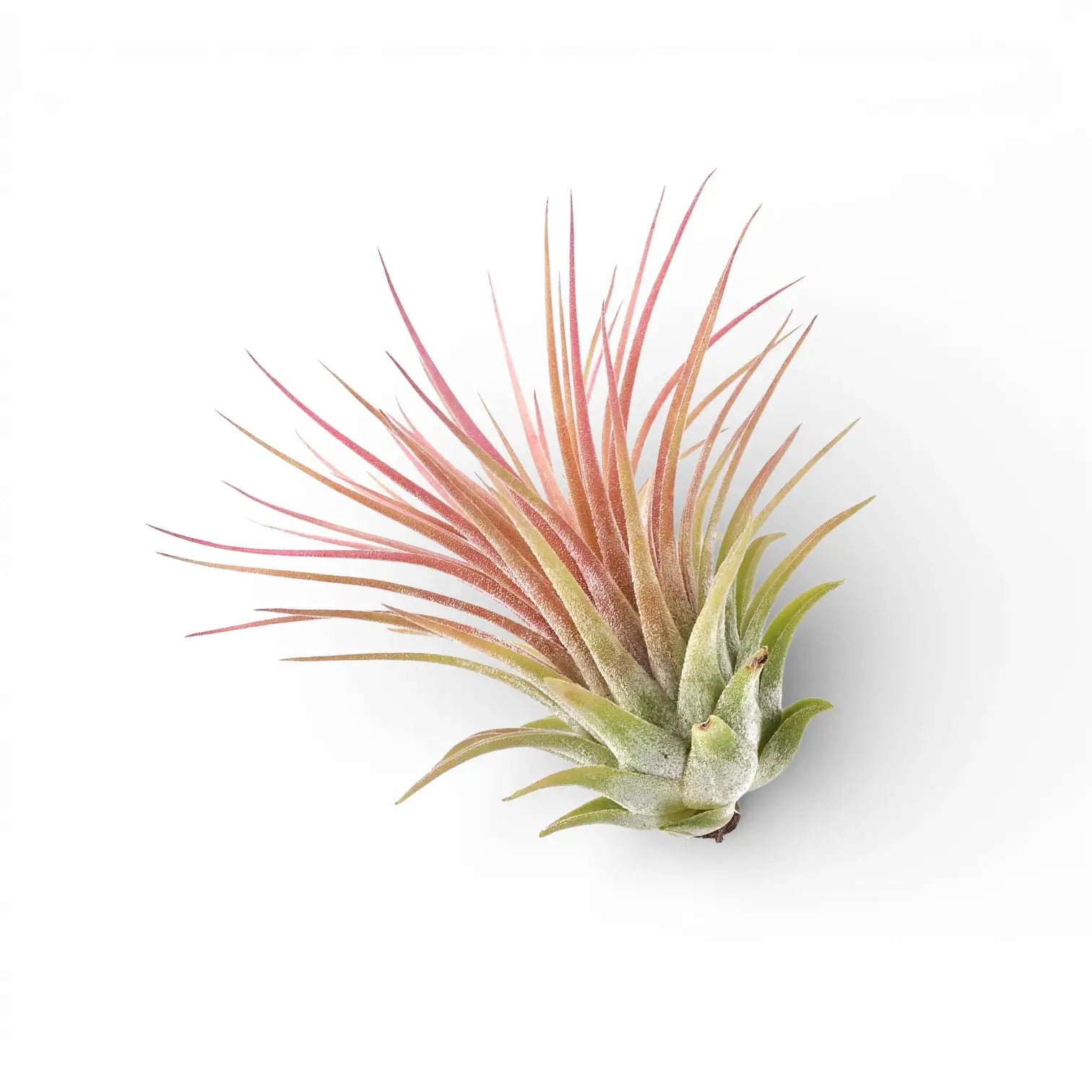 Tillandsia ionantha als Luftpflanze vor weißem Hintergrund.