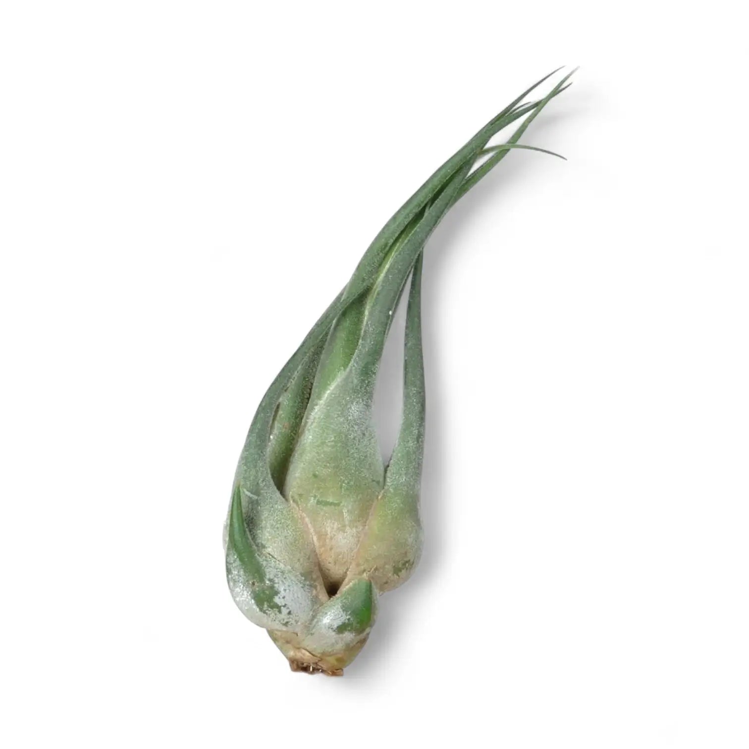 Tillandsia seleriana – Zimmerpflanze im Kulturtopf auf weißem Hintergrund, Produktfoto 3.