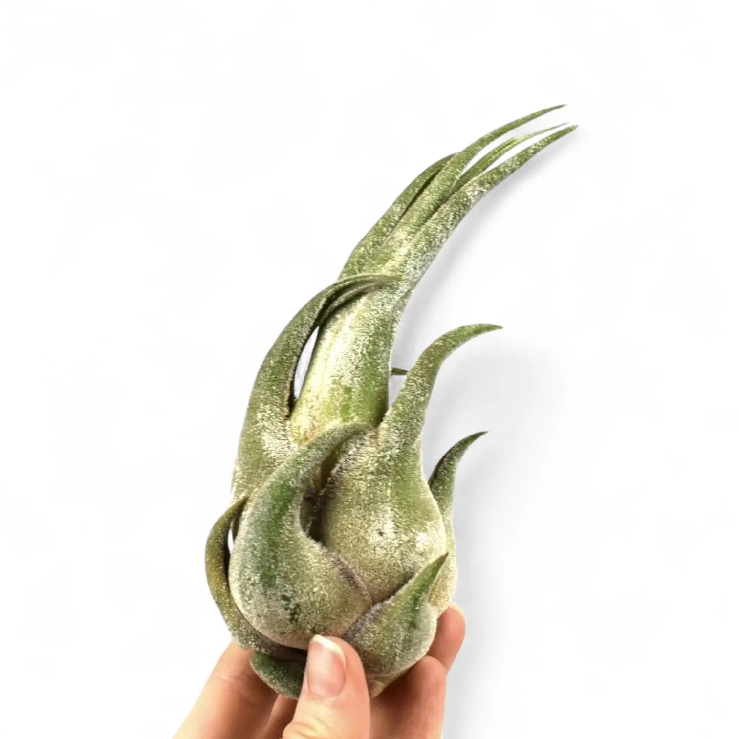 Tillandsia seleriana – Zimmerpflanze im Kulturtopf auf weißem Hintergrund, Produktfoto 4.