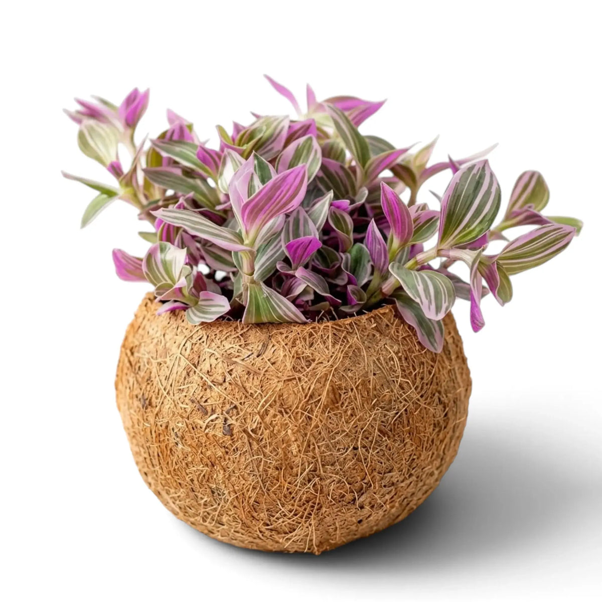 Tradescantia zebrina ‘Sweetness’ in einer hängenden Kokodama mit rosa, grün und silber gestreiftem Laub