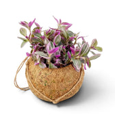 Hängende Kokodama mit Tradescantia zebrina ‘Sweetness’ und kompakten, pastellfarben gestreiften Blättern