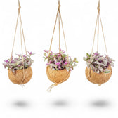 Hängende runde Kokodama mit Faserhülle, aus der Tradescantia zebrina ‘Sweetness’ wächst
