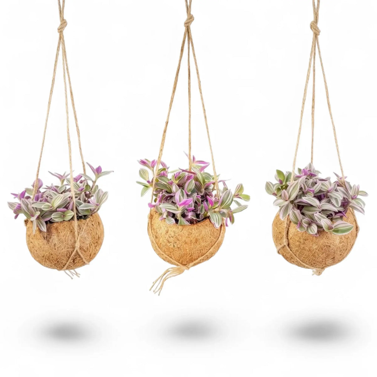 Hängende runde Kokodama mit Faserhülle, aus der Tradescantia zebrina ‘Sweetness’ wächst
