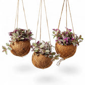 Tradescantia zebrina ‘Sweetness’ in einer Kokodama mit rosa-violett, grün und silber gestreiften Blättern