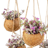 Hängende Kokodama mit Tradescantia zebrina ‘Sweetness’ und dichtem, pastellfarben gemustertem Laub