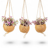 Tradescantia zebrina ‘Sweetness’ in einer hängenden Kokodama mit Faserhülle, gestreiften Blättern und herabhängenden Trieben