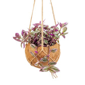 Hängende Kokodama mit Tradescantia zebrina ‘Sweetness’ und dicht stehenden, rosa, grün und silber gestreiften Blättern