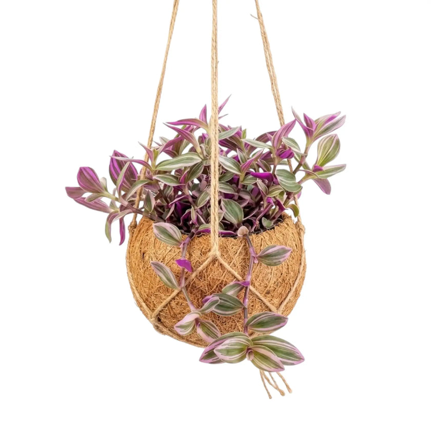 Hängende Kokodama mit Tradescantia zebrina ‘Sweetness’ und dicht stehenden, rosa, grün und silber gestreiften Blättern