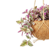 Tradescantia zebrina ‘Sweetness’ in einer Kokodama mit rosa und silberfarben gestreiften Blättern an herabhängenden Trieben