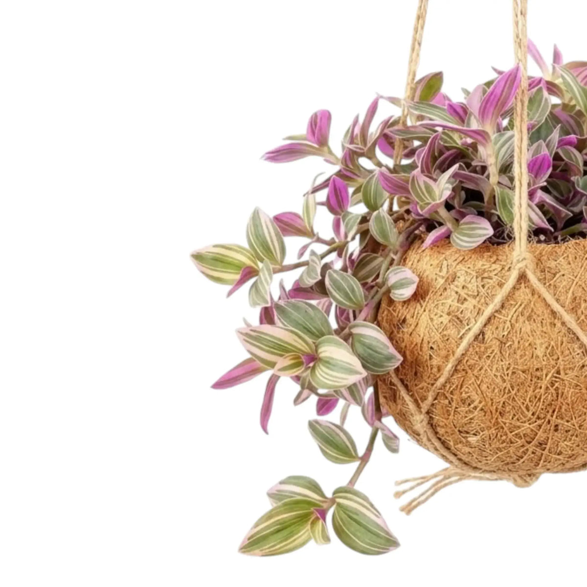 Tradescantia zebrina ‘Sweetness’ in einer Kokodama mit rosa und silberfarben gestreiften Blättern an herabhängenden Trieben