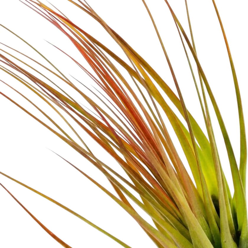 Nahaufnahme von Tillandsia tricolor mit schmalen Blättern, deren Farbe von Grün zu rötlichem Orange übergeht