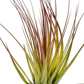 Nahaufnahme von Tillandsia tricolor mit grünen Blättern und weinroter Tönung