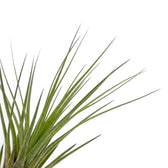 Nahaufnahme von Tillandsia tricolor mit langen schmalen grünen Blattspitzen, die sich nach außen fächern