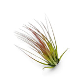 Tillandsia tricolor, eine Luftpflanze mit schmalen grünen Blättern, die rötlich orange gefärbt sind