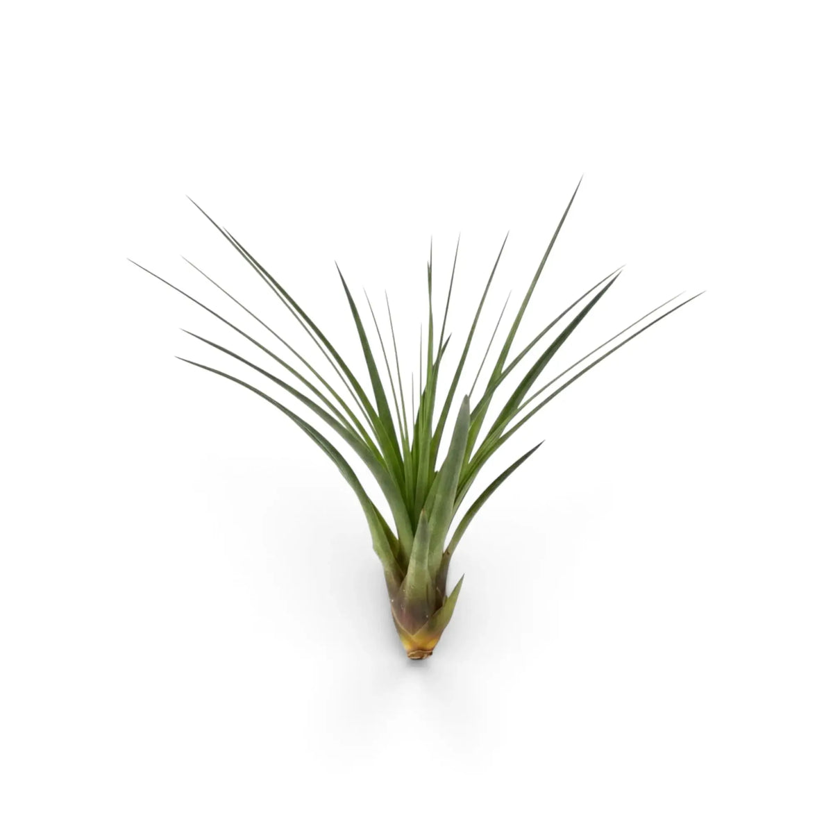 Aufrechte Tillandsia tricolor mit schmalen grünen Blättern, die sich aus dunkelrotbraunen Blattbasen auffächern