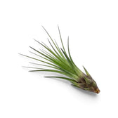 Die Luftpflanze Tillandsia tricolor aus schrägem Blickwinkel mit langen grünen Blättern und dunkelvioletter Basis