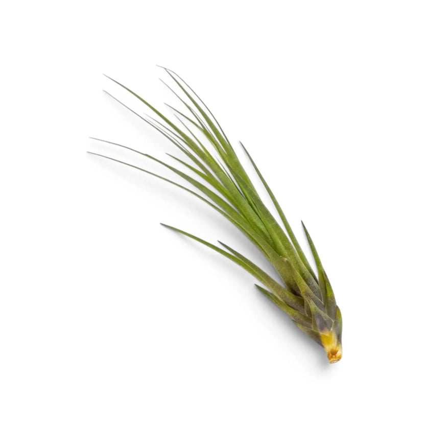 Tillandsia tricolor, eine Luftpflanze mit schmalen grünen Blättern und dunkelweinroten Blattbasen