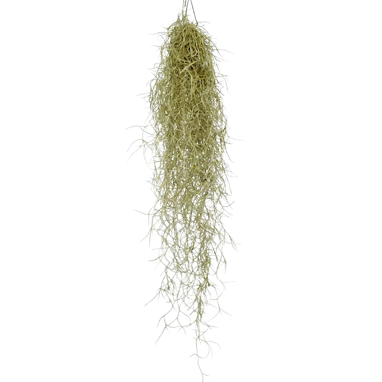 Tillandsia usneoides potted plant in nursery pot on white background.