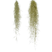 Tillandsia usneoides potted plant in nursery pot on white background.