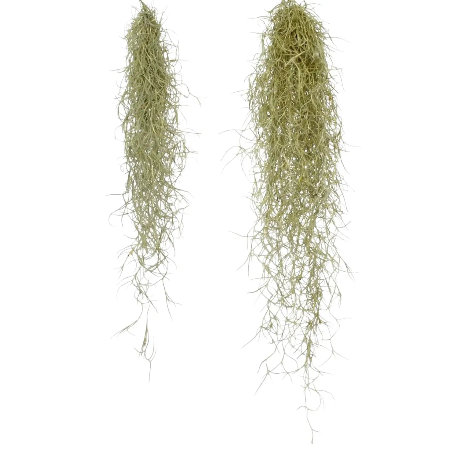 Tillandsia usneoides potted plant in nursery pot on white background.