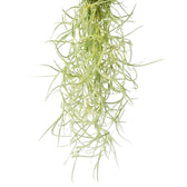 Tillandsia usneoides potted plant in nursery pot on white background.