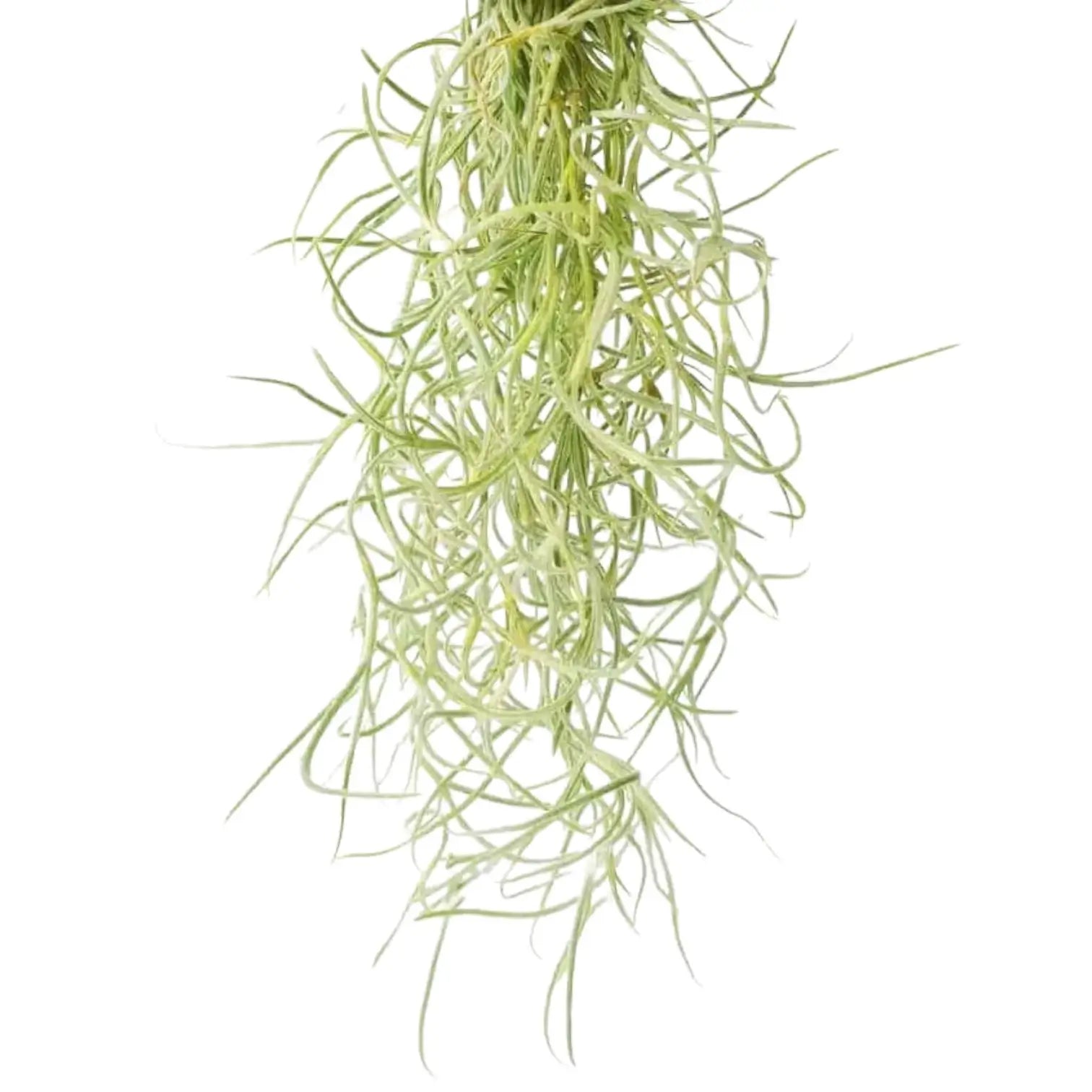 Tillandsia usneoides potted plant in nursery pot on white background.