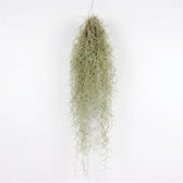 Full hanging Tillandsia usneoides with a thick silver-grey centre and long trailing strands