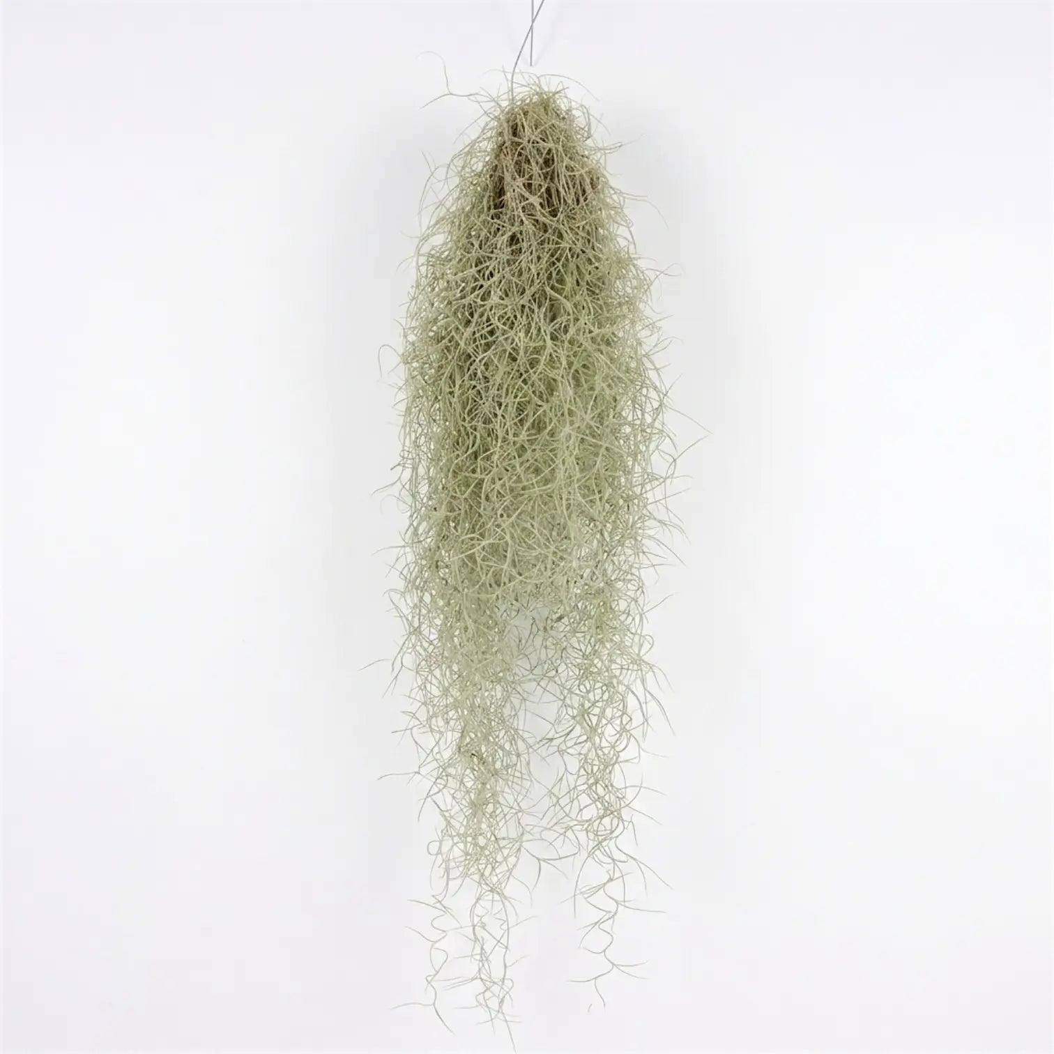Full hanging Tillandsia usneoides with a thick silver-grey centre and long trailing strands