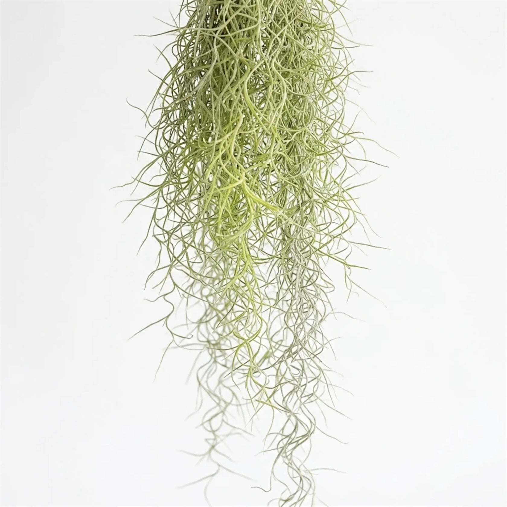 Close-up of the lower Tillandsia usneoides strands, showing their fine green-grey curls