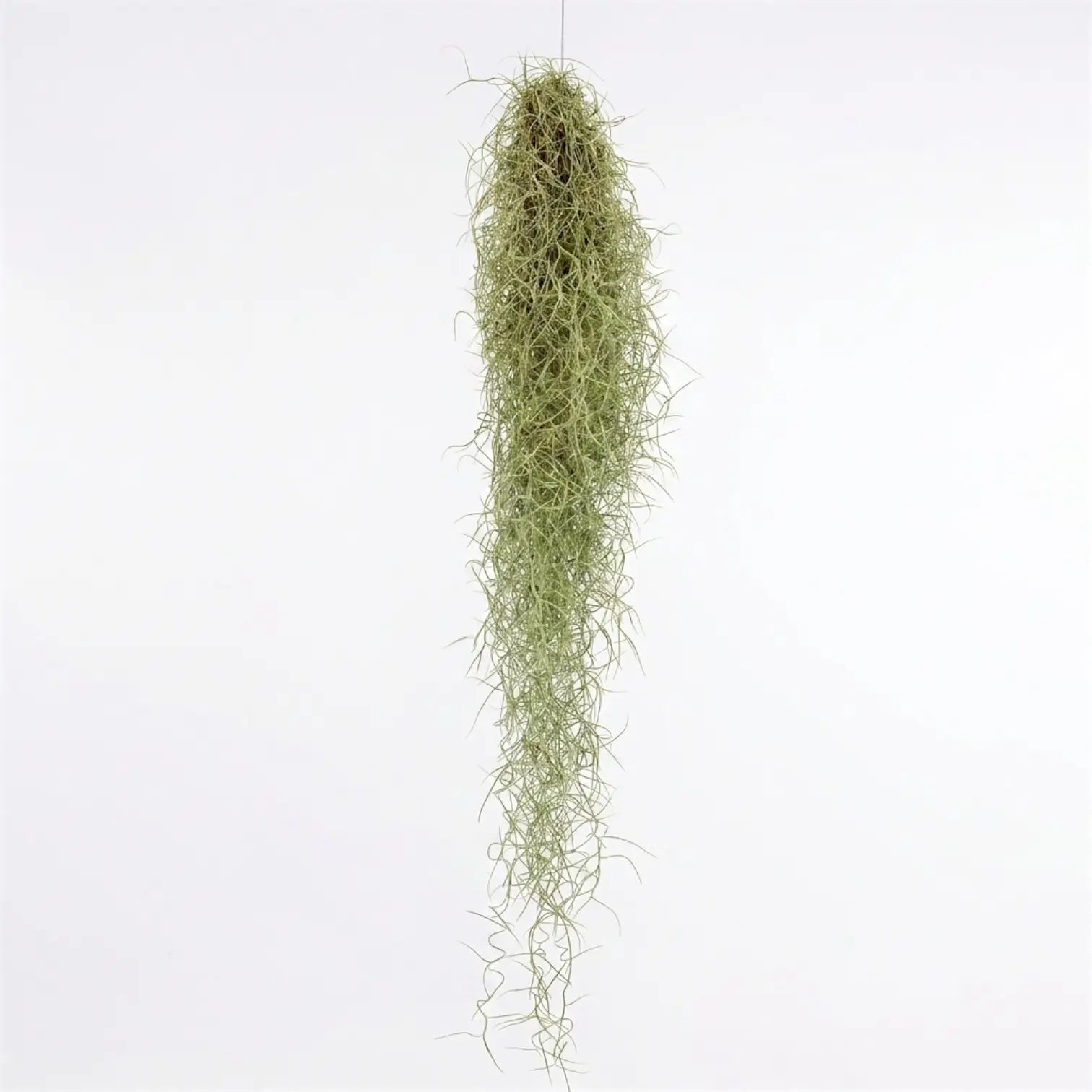 Long, narrow Tillandsia usneoides bundle hanging freely with fine silver-green strands