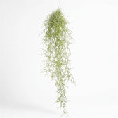 Loose hanging Tillandsia usneoides bundle with airy green strands and curled tips