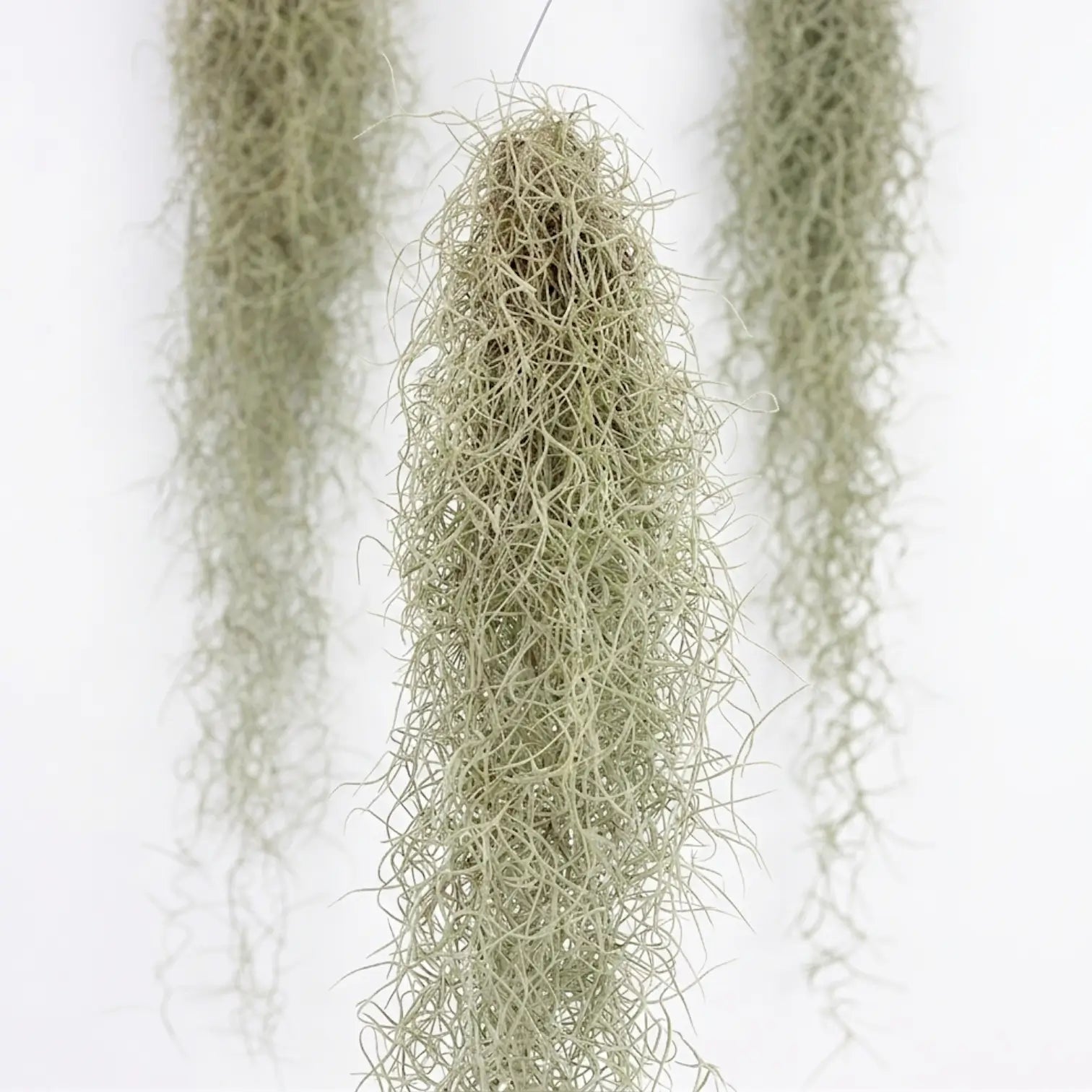Close-up of a dense silver-grey Tillandsia usneoides bundle with other hanging strands softly behind it