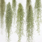 Several Tillandsia usneoides bundles hanging side by side, showing their long silver-green strands