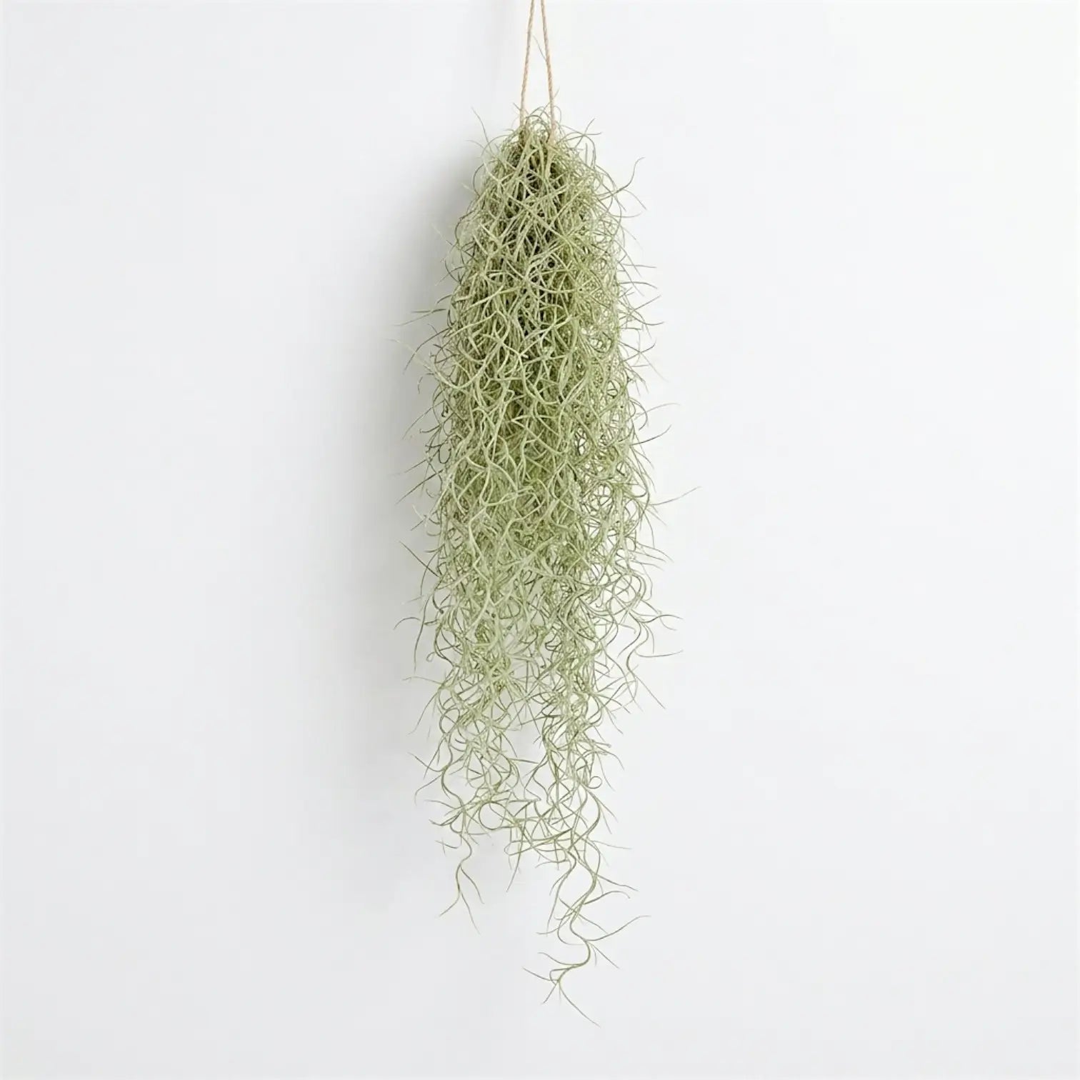 Single hanging Tillandsia usneoides bundle with pale green, threadlike strands tapering to loose curls