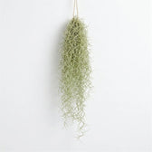 Single hanging Tillandsia usneoides bundle with pale green, threadlike strands tapering to loose curls