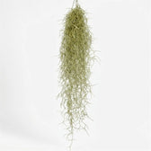 Hanging Tillandsia usneoides with a dense centre and long silver-green strands curling at the ends