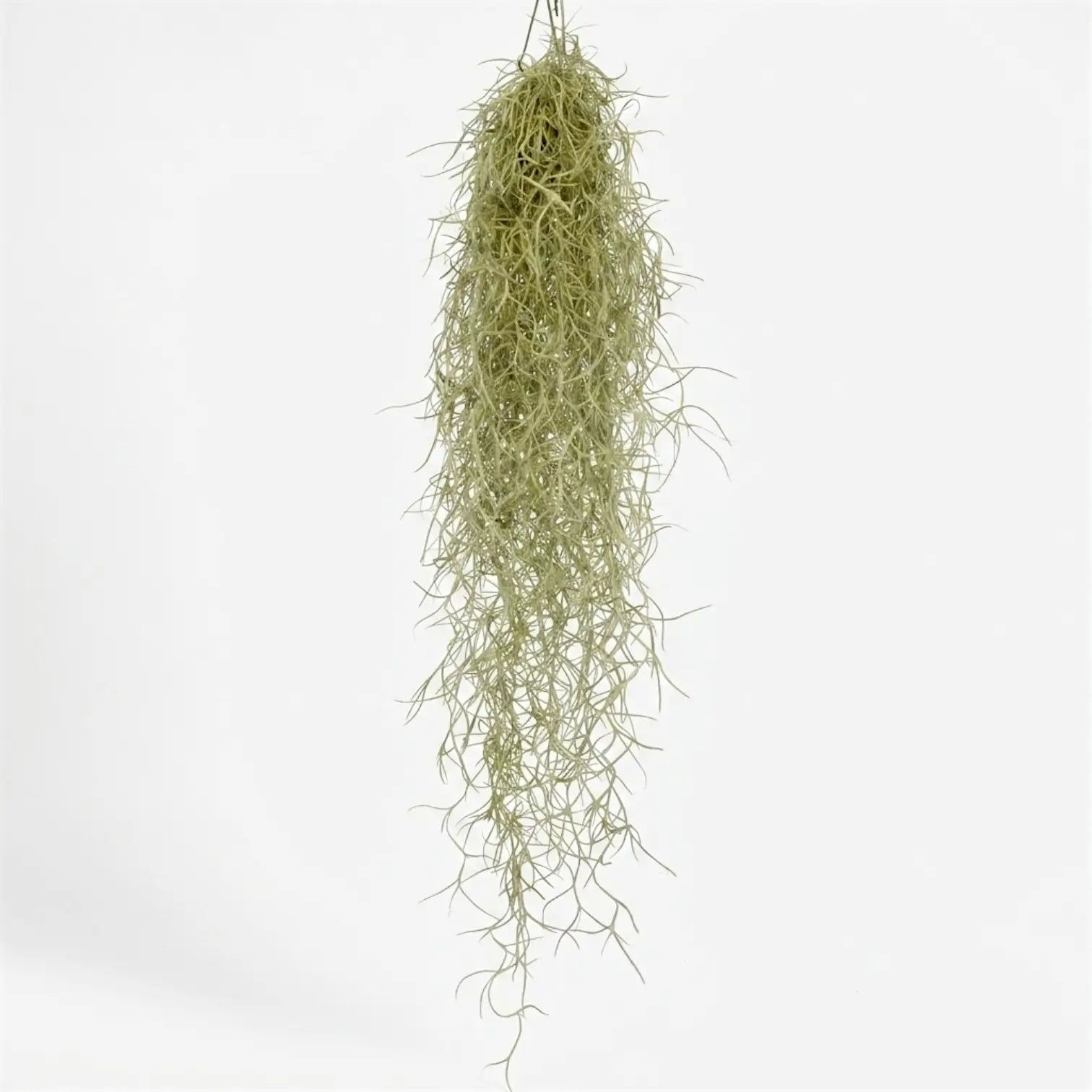 Hanging Tillandsia usneoides with a dense centre and long silver-green strands curling at the ends