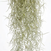 Close-up of intertwined Tillandsia usneoides strands with a fine silver-grey texture