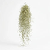 Full hanging Tillandsia usneoides bundle with a dense upper section and fine trailing curls