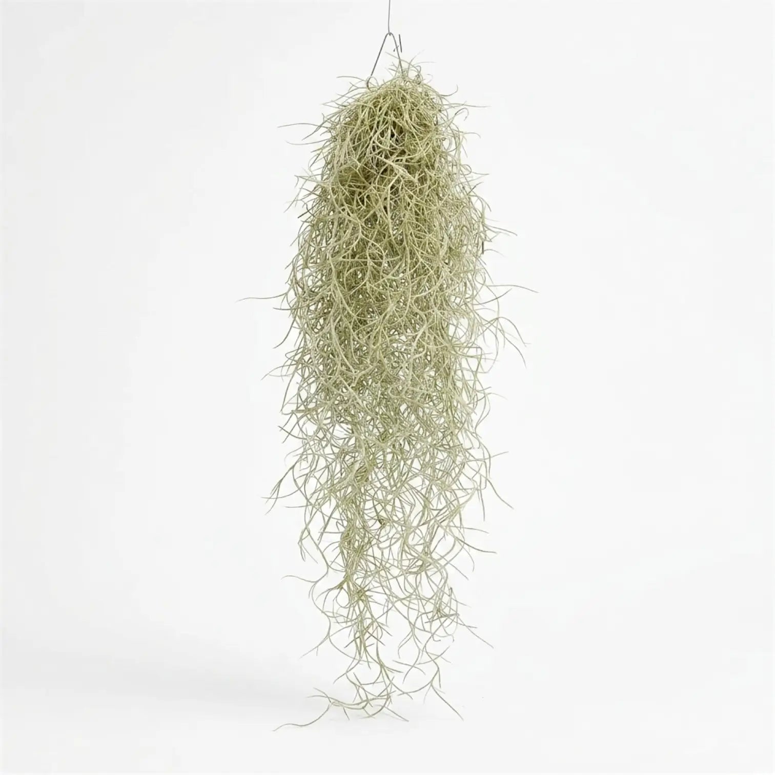 Full hanging Tillandsia usneoides bundle with a dense upper section and fine trailing curls