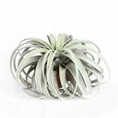 Tillandsia xerographica potted plant in nursery pot on white background.