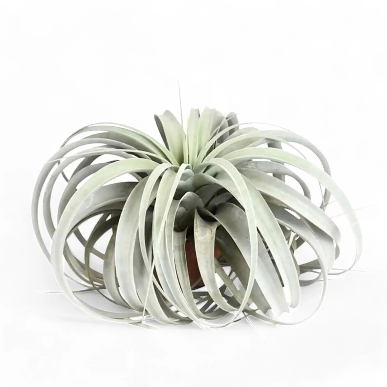 Tillandsia xerographica potted plant in nursery pot on white background.