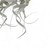Tillandsia xerographica potted plant in nursery pot on white background.