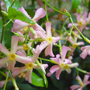 Trachelospermum asiaticum 'Pink Showers' – Nahaufnahme.